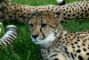 ghepardo-tassonomia