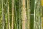 bamboo