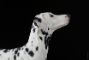 dalmata-cane