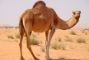 dromedario