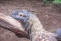 komodo_dragon