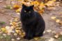 gatto-nero