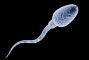 spermatozoi