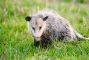 opossum.jpg