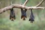 pipistrelli.jpg
