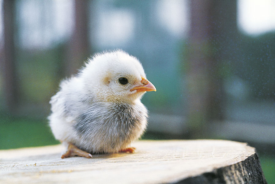 Pulcino Il pulcino è il piccolo della gallina e dei Galliformi, appena uscito dall'uovo. Tipicamente, questi piccoli sono già autonomi immediatamente dopo la nascita.