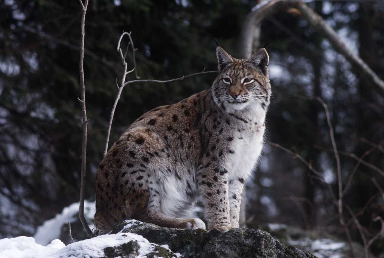 Lince europea Lince europea (Lynx lynx) anche detta lince eurasiatica.
De Agostini Picture Library