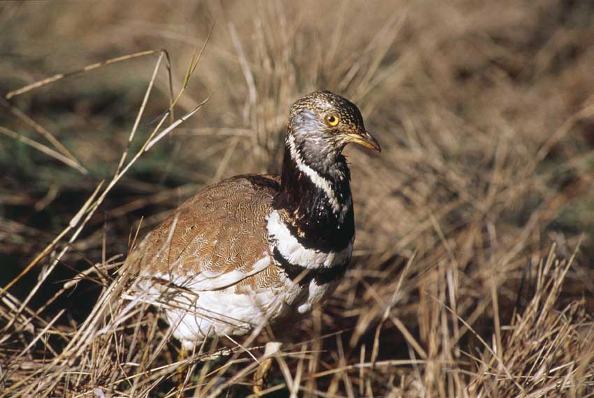 Gallina Prataiola In Italia, il progetto per la conservazione della biodiversità prevede l'espansione degli ambienti steppici sardi per la salvaguardia dell'Otarda minore, o Gallina prataiola, rappresentata nella foto.
© De Agostini Picture Library.