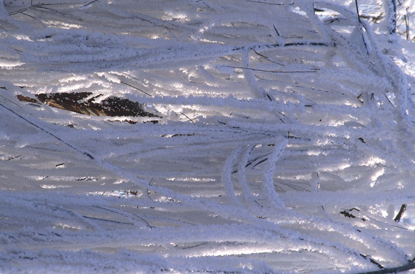 Albero nella campagna lombarda 