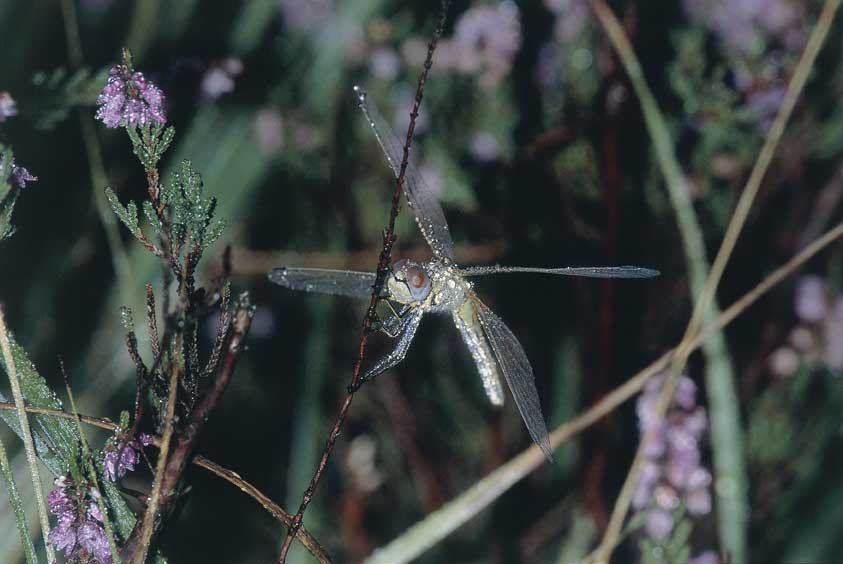 Odonata Esemplare di Odonata (Libellula). Le caratteristiche del ciclo biologico e l'ampia valenza ecologica rendono tali insetti un valido strumento per l'analisi della biodiversità e quindi buoni indicatori biologici.
© De Agostini Picture Library.