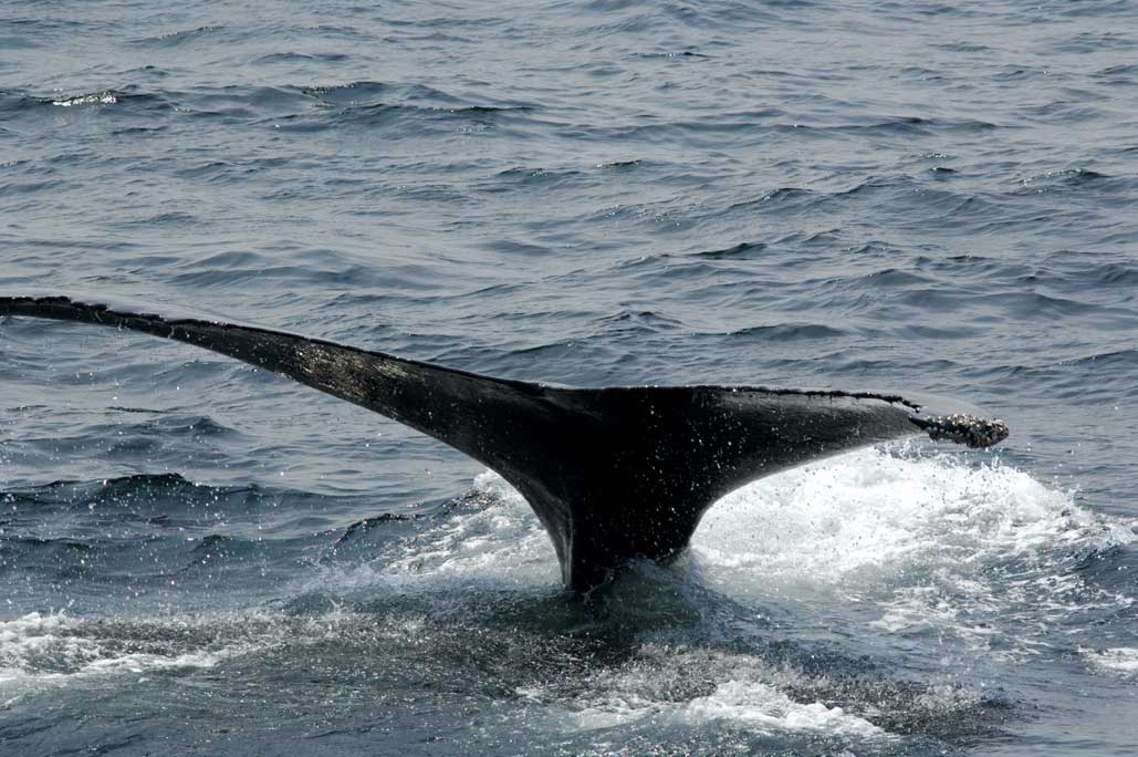 Megattera La caccia alle balene, vietata in gran parte del mondo, si ritiene costituisca un rischio per la biodiversità marina. Nella foto coda di Magattera (Megaptera novaeangliae).
© De Agostini Picture Library.