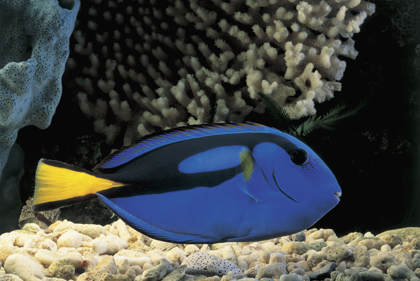 Paracanthurus Hepatus Esemplare di Paracanthurus Hepatus, un pesce blu con zone nere e giallo oro, come la pinna caudale.
© De Agostini Picture Library.