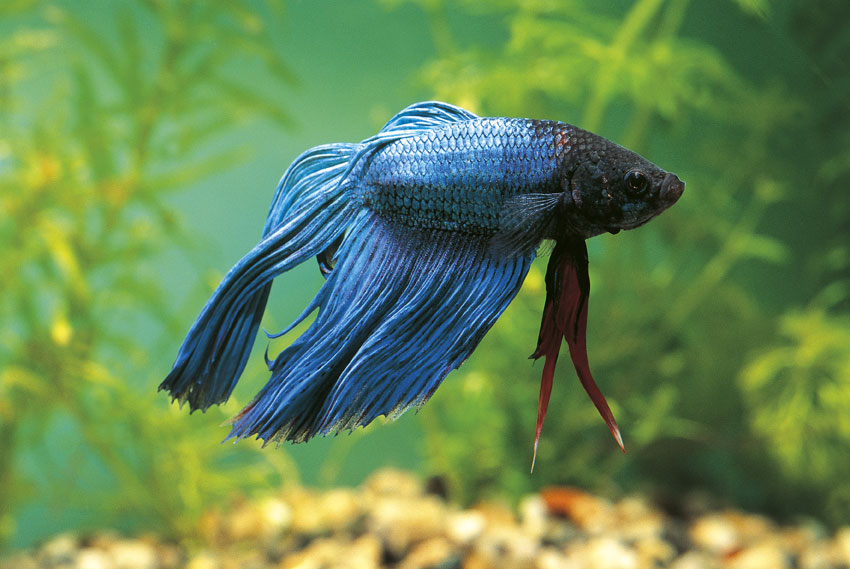 Betta Splendens Esemplare di Betta Splendens, comunemente noto come pesce combattente. È diffuso nel Sud-est asiatico e ha corpo blu metallico.
© De Agostini Picture Library.