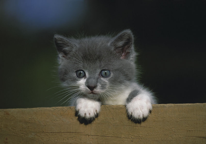 Gatto Il gatto è uno degli animali domestici più diffusi nelle nostre case. Appartiene alla famiglia dei Felidi, che comprende 26 specie dalla difficile determinazione e numerose sottospecie, fra cui tutti i gatti, il serval, il puma e lo yaguarondi. 