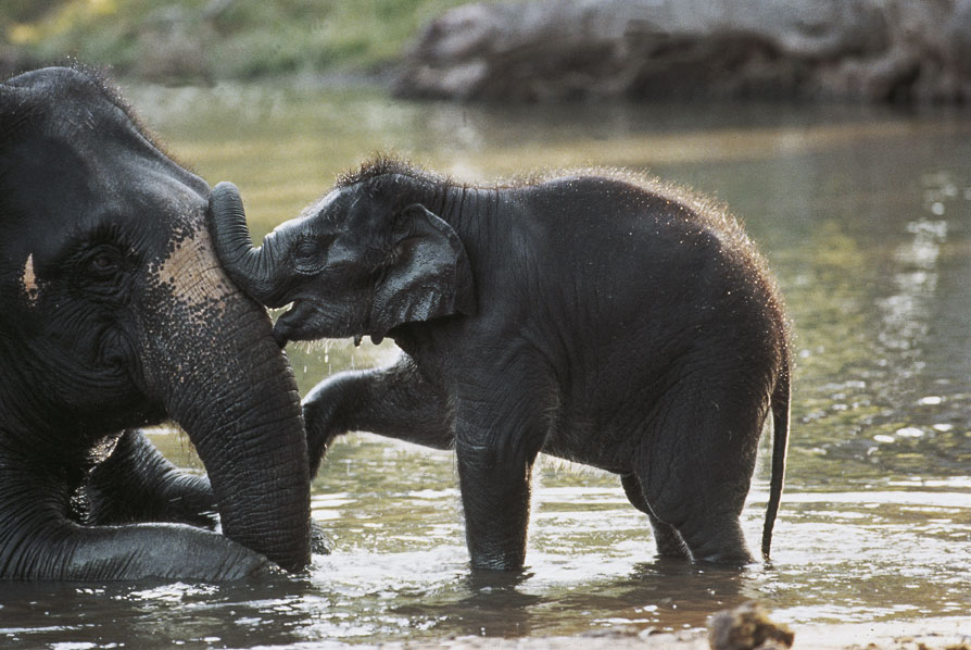 Elefante asiatico Gli elefanti possono raggiungere l'altezza di 4 m e un peso di 7 t e rappresentano i più grandi mammiferi terrestri viventi; hanno corporatura molto voluminosa, mostrando tuttavia grande mobilità; la loro testa è massiccia, il collo è molto corto e gli arti sono colonnari e molto lunghi. Fondamentale tratto fisionomico è la lunga e mobilissima proboscide, che serve per la respirazione, come organo tattile, come robustissimo organo prensorio e per l'aspirazione dell'acqua.