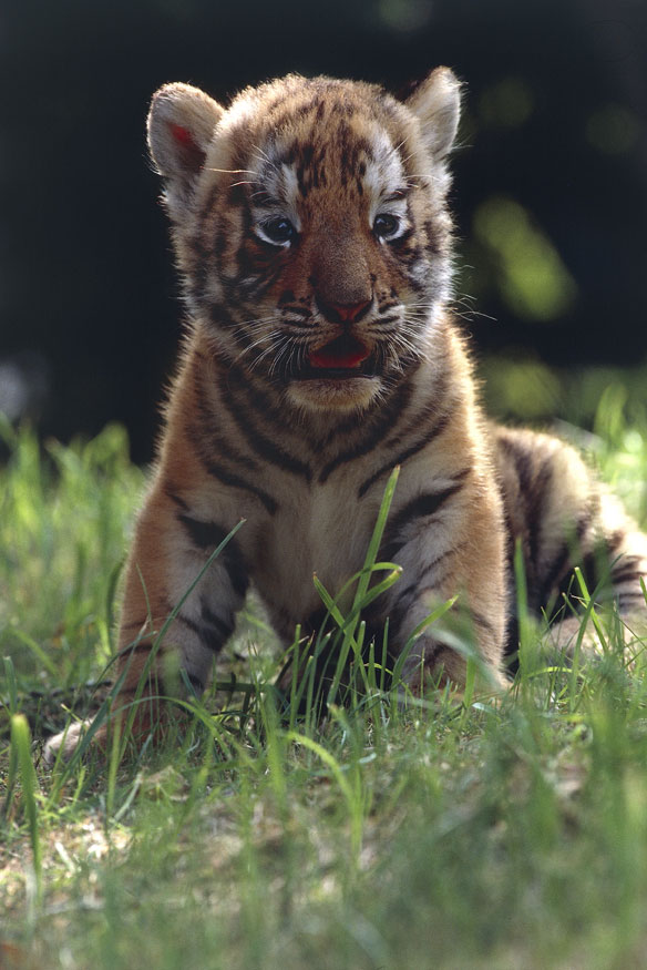 Tigre reale del Bengala La tigre è un cacciatore fondamentalmente solitario; tuttavia, quando i figli sono ancora piccoli, le femmine sono assai più tolleranti fra loro, come pure lo sono i maschi nei confronti delle femmine e dei cuccioli, sicché piccoli gruppi di tigri possono talvolta spartirsi la stessa preda senza manifestazioni aggressive.