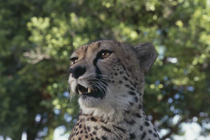Ghepardo Esemplare di ghepardo (Acinonyk jubatus). Fotografato nel parco nazionale Etosha situato nel nord della Namibia.
De Agostini Picture Library
