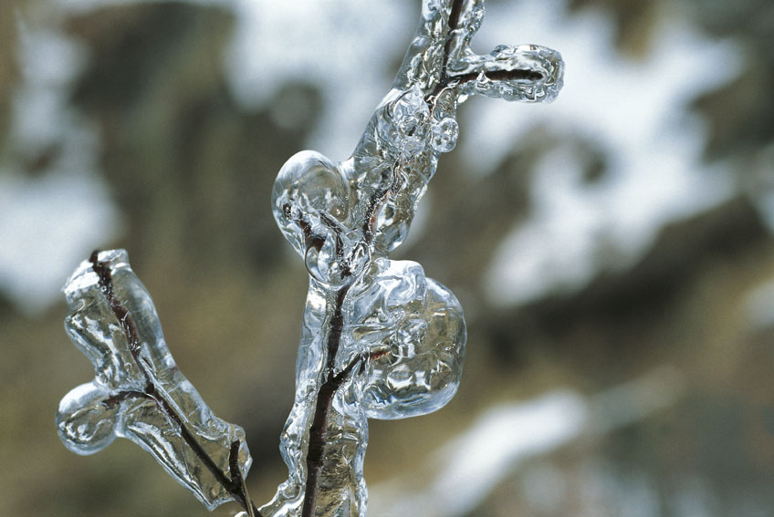 Ghiaccio su un ramo, Alta Val di Serchio (Lu) 