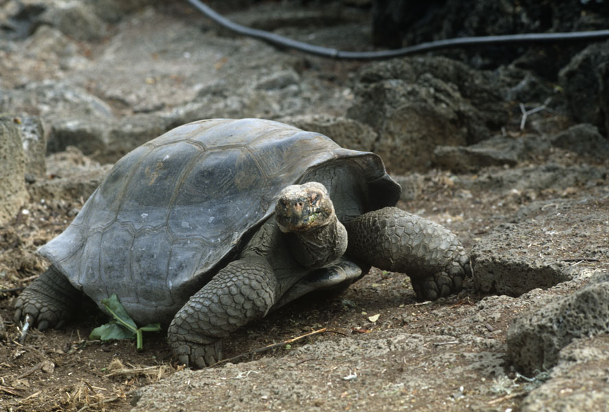 Tartaruga gigante (Geochelone elephantopus o nigra). Ecuador, isole Galapagos In particolare Darwin notò che in ogni isola dell'arcipelago delle Galápagos abitavano forme di tartarughe molto simili tra loro ma non del tutto identiche: in alcuni casi si differenziavano nell'aspetto, in altri per il comportamento, per la dieta ecc. 