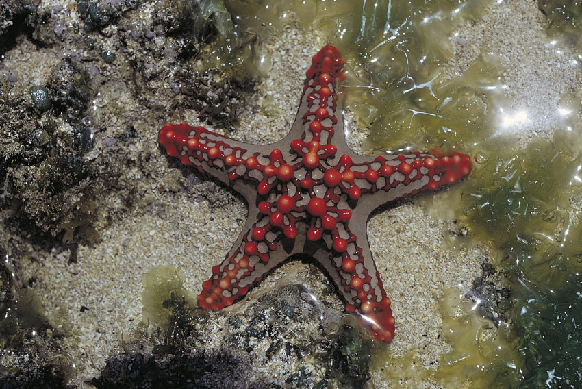 stella marina Immagine di un esemplare di stella marina, un invertebrato appartenente al phylum degli Echinodermi.
© De Agostini Picture Library.