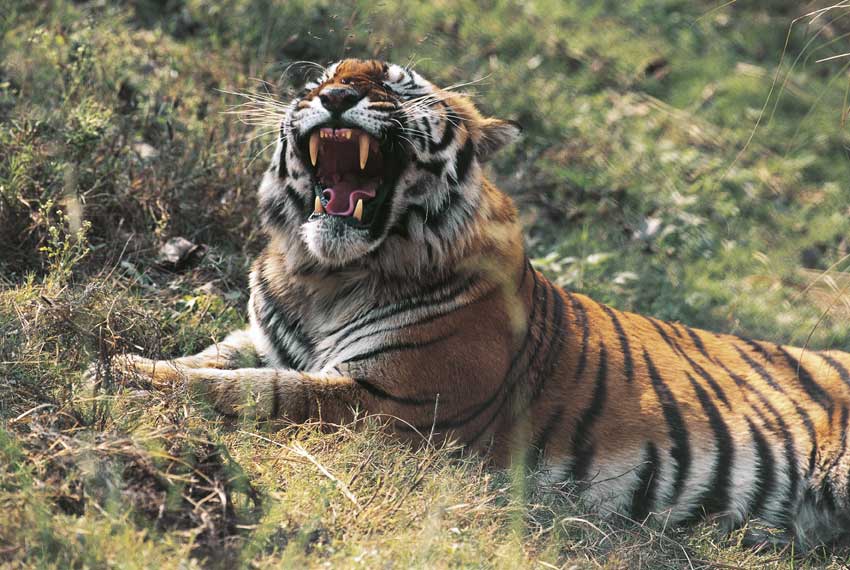 tigre reale del Bengala Esemplare di tigre reale del Bengala (Panthera tigris tigris), anche detta tigre del Bengala o tigre indiana.
De Agostini Picture Library