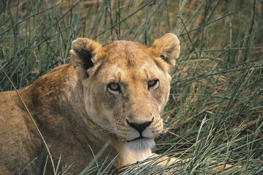 Leonessa Esemplare di leonessa, fotografata nella riserva faunistica di Masai Mara in Kenya.
De Agostini Picture Library