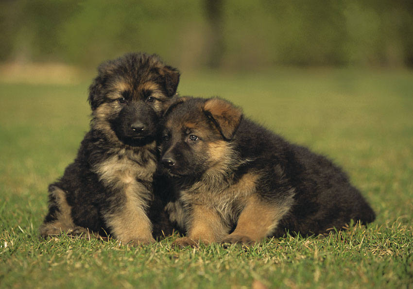 Cani pastori alsaziani Il cane da quasi 20.000 anni ha stabilito uno stretto rapporto con l'uomo, tanto da condividere molti degli aspetti importanti della vita. Oggi contiamo quasi 400 razze riconosciute, frutto di selezioni in parte naturali, in parte favoriti dall'uomo.