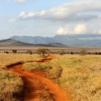 Grande muraglia verde: cos'è e perché è importante per l'Africa