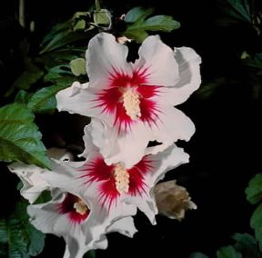 Ibisco. Fiori di Hibiscus syriacus.De Agostini Picture Library / 2 P