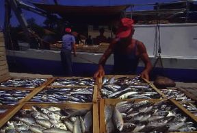 Italia . Casse di pesce sbarcate nel porto di Cesenatico, sulla costa romagnola.De Agostini Picture Library/G. P. Cavallero Italia . Casse di pesce sbarcate nel porto di Cesenatico, sulla costa romagnola.De Agostini Picture Library/G. P. Cavallero