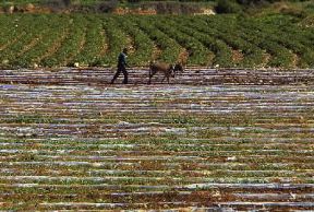 Israele . Campi coltivati in un kibbuz.De Agostini Picture Library/A. Vergani