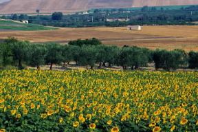 Puglia. Coltivazione di girasoli nel Tavoliere (Foggia).De Agostini Picture Library/A. Tessore Puglia. Coltivazione di girasoli nel Tavoliere (Foggia).De Agostini Picture Library/A. Tessore