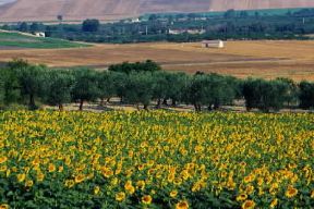 Puglia. Coltivazione di girasoli nel Tavoliere (Foggia).De Agostini Picture Library/A. Tessore