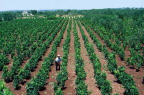 Puglia. Vigneti nei dintorni di Corato (Bari).De Agostini Picture Library/A. Tessore