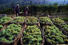 Italia . Vendemmia a Canelli, nella zona di Asti.De Agostini Picture Library/G. P. Cavallero