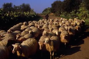 Italia . Pastorizia in Sardegna.De Agostini Picture Library/A. De Gregorio