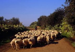 Sardegna. Gregge condotto al pascolo.De Agostini Picture Library / A. De Gregorio