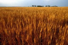 Emilia-Romagna. Coltivazione di frumento.De Agostini Picture Library/C. Baraggi