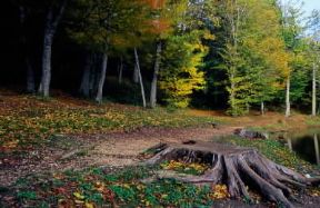 Puglia. Scorcio della Foresta Umbra nel Gargano (Foggia).De Agostini Picture Library/G. Carfagna